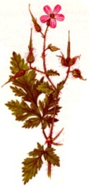 Bild der Pflanze: Storchenschnabel